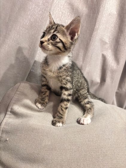 ลูกครึ่งเบงกอลให้ฟรี