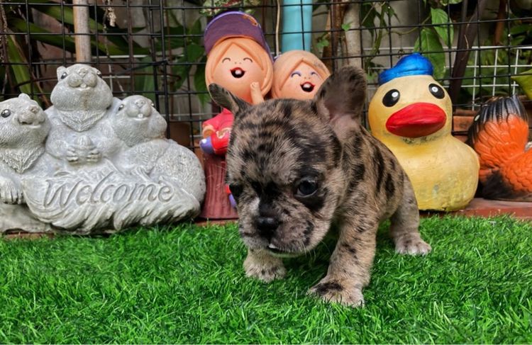 เฟรนช์ บูลด็อก (French Bulldog) เล็ก ลูกสุนัขเฟร้นบลูด๊อก