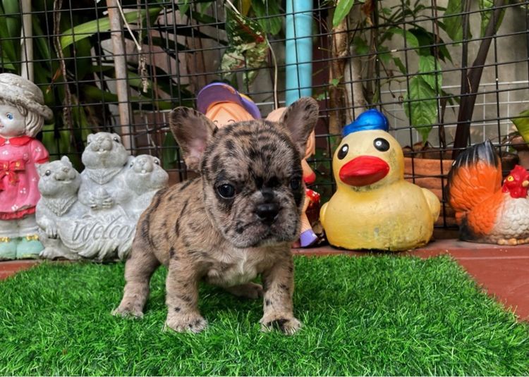 ลูกสุนัขเฟร้นบลูด๊อก รูปที่ 3