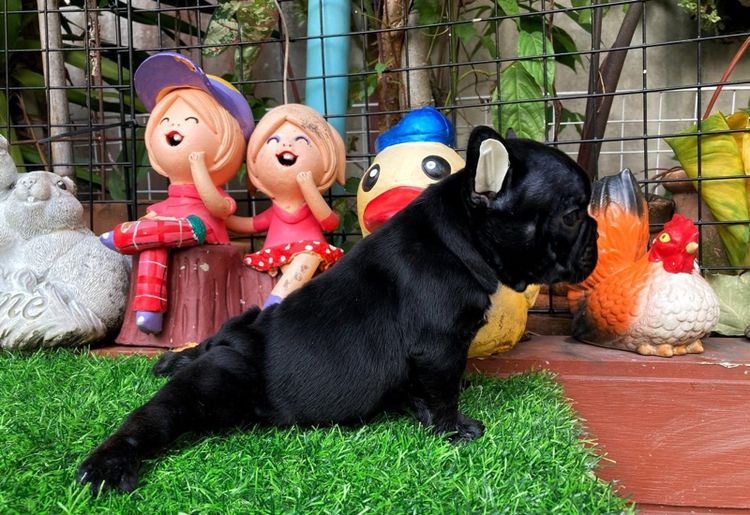 ลูกสุนัขเฟร้นบลูด๊อก รูปที่ 4