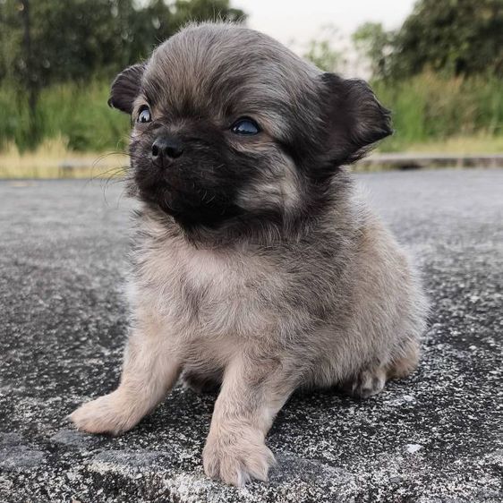 ชิวาว่าแท้