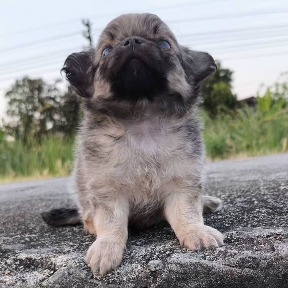 ชิวาว่าแท้ รูปที่ 5