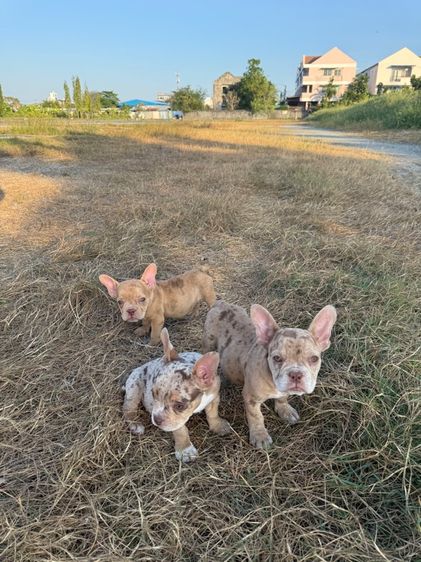 บลูลี่ รูปที่ 6