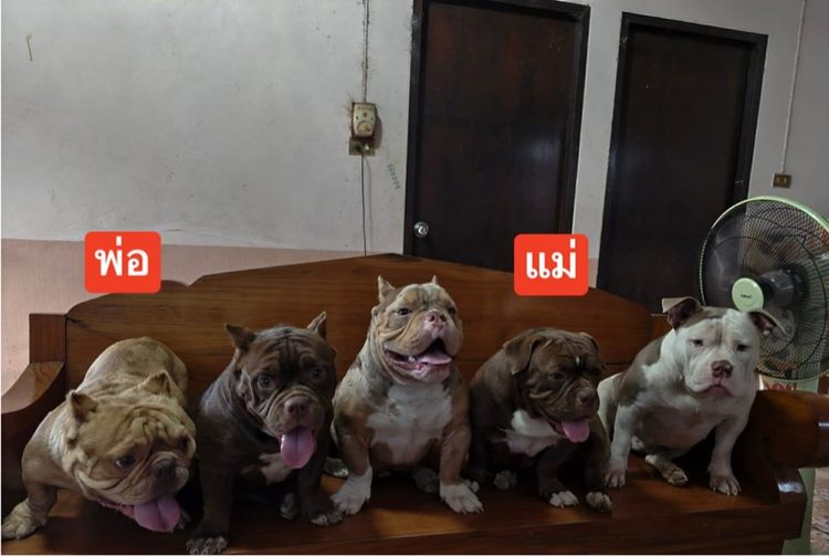 บลูลี่ รูปที่ 7