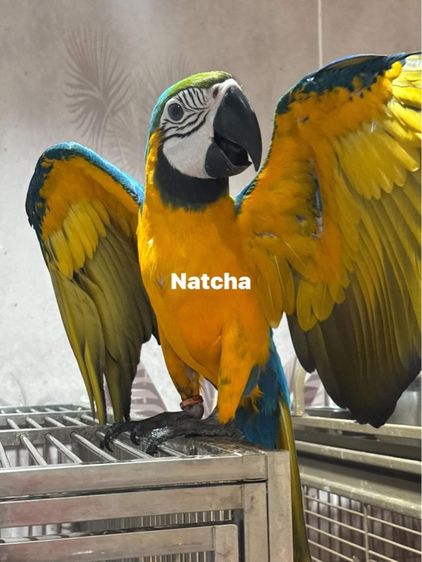 นกแก้ววบลูโกลด์