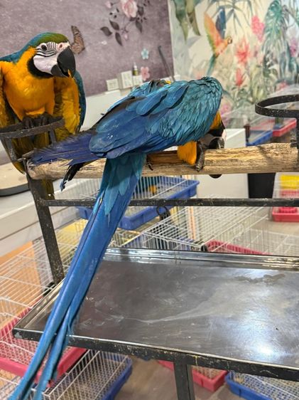 นกแก้ววบลูโกลด์ รูปที่ 3