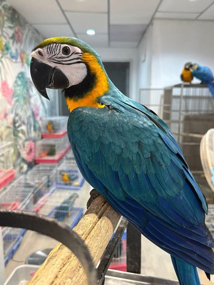 นกแก้ววบลูโกลด์ รูปที่ 4