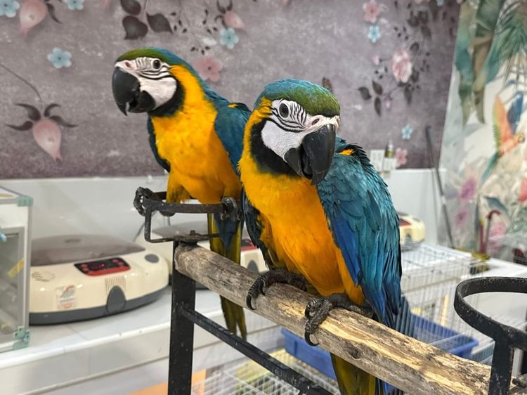 นกแก้ววบลูโกลด์ รูปที่ 2