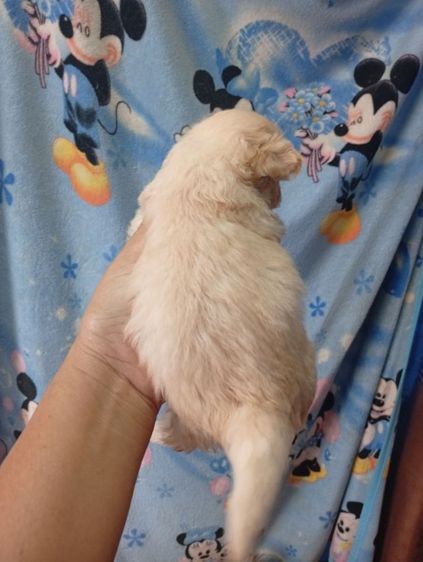 ชิวาว่าผสมพุดเดิ้ล รูปที่ 4