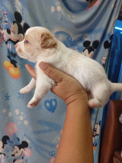 ชิวาว่าผสมพุดเดิ้ล รูปที่ 7