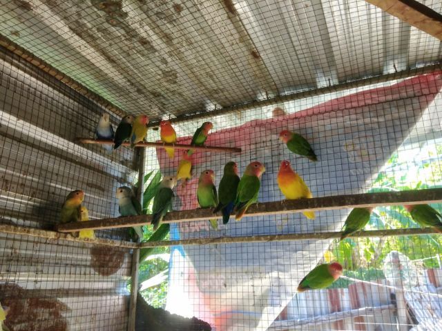 นกเลิพเบริด