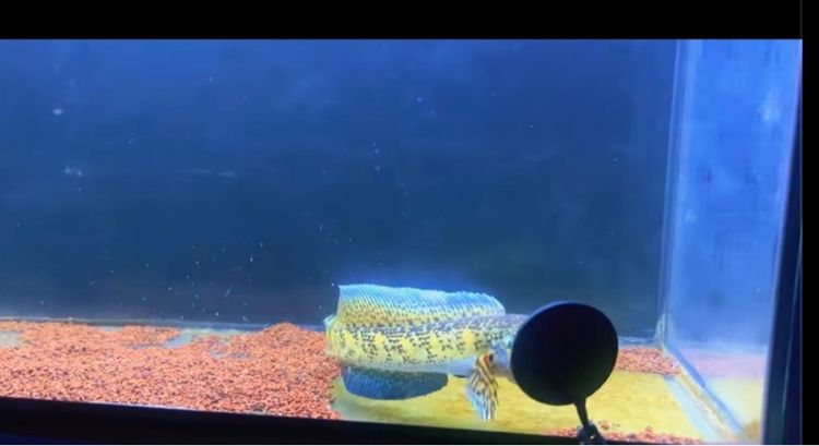 ปลา ออแรนติ รูปที่ 5