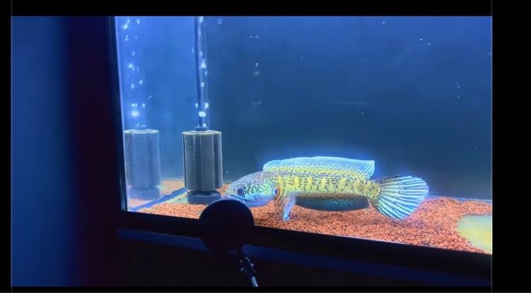 ปลา ออแรนติ รูปที่ 7