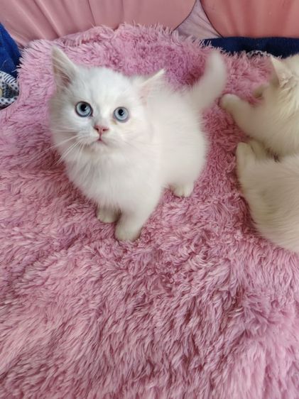 แมวเปอร์เซียแท้ตาฟ้า รูปที่ 4