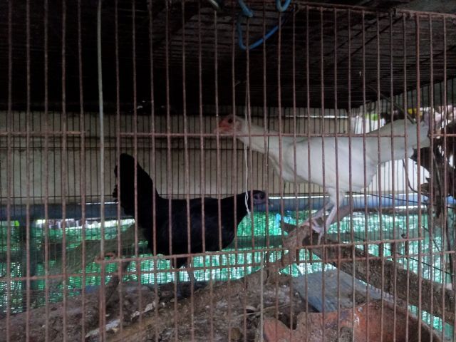 ไก่แจ้ คู่เมีย ขาวล้วน ดำล้วน