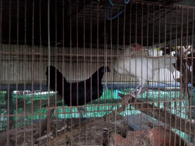 ไก่แจ้ คู่เมีย ขาวล้วน ดำล้วน รูปที่ 2