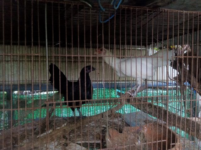ไก่แจ้ คู่เมีย ขาวล้วน ดำล้วน รูปที่ 3