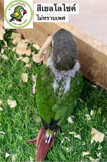 ลูกป้อนนกแก้วกรีนชีค