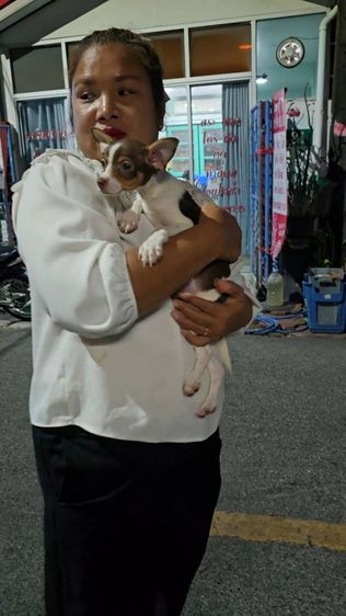 ลูกสุนัขชิวาว่าผสมมิเนเจอร์ พินท์เชอร์ สีสวยๆ แข็งแรงร่าเริง ทำวัคซีนแล้ว จาก kankarnclub มีจัดส่งทั่วประเทศ (กันย์เจ้าเก่าครับ) รูปที่ 3