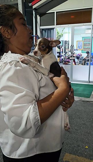 ลูกสุนัขชิวาว่าผสมมิเนเจอร์ พินท์เชอร์ สีสวยๆ แข็งแรงร่าเริง ทำวัคซีนแล้ว จาก kankarnclub มีจัดส่งทั่วประเทศ (กันย์เจ้าเก่าครับ) รูปที่ 4