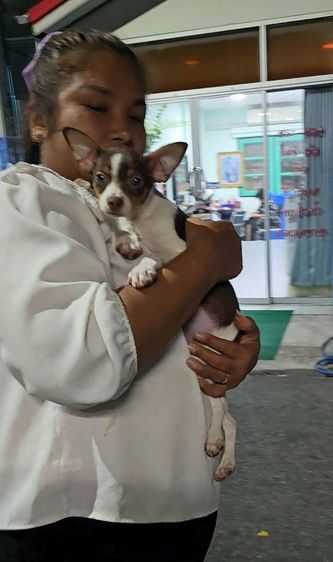 ลูกสุนัขชิวาว่าผสมมิเนเจอร์ พินท์เชอร์ สีสวยๆ แข็งแรงร่าเริง ทำวัคซีนแล้ว จาก kankarnclub มีจัดส่งทั่วประเทศ (กันย์เจ้าเก่าครับ) รูปที่ 2