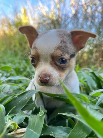 ชิวาวาขนสั้นแท้ รูปที่ 8