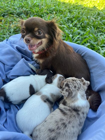 ชิวาวาขนสั้นแท้ รูปที่ 10