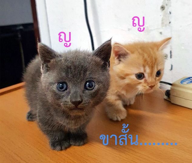 น้องแมว มันช์กิ้น (Munchkin) รูปที่ 3