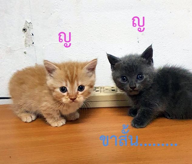 น้องแมว มันช์กิ้น (Munchkin) รูปที่ 4