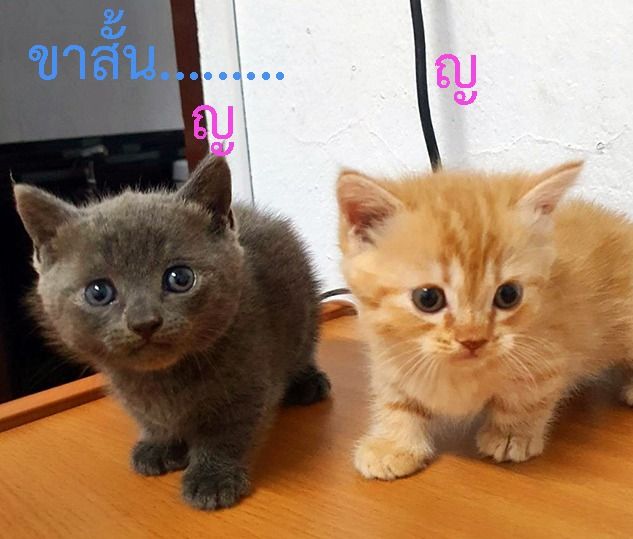 น้องแมว มันช์กิ้น (Munchkin)