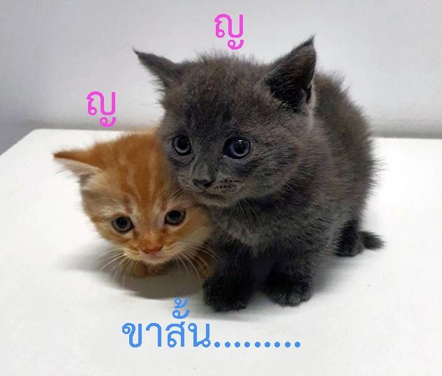 น้องแมว มันช์กิ้น (Munchkin) รูปที่ 2