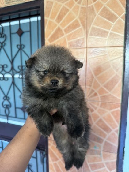 ปอมแท้ รูปที่ 2