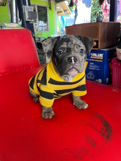 หมาบลูลี่ รูปที่ 4