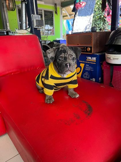 หมาบลูลี่ รูปที่ 2