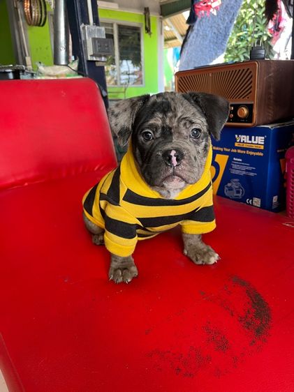 หมาบลูลี่