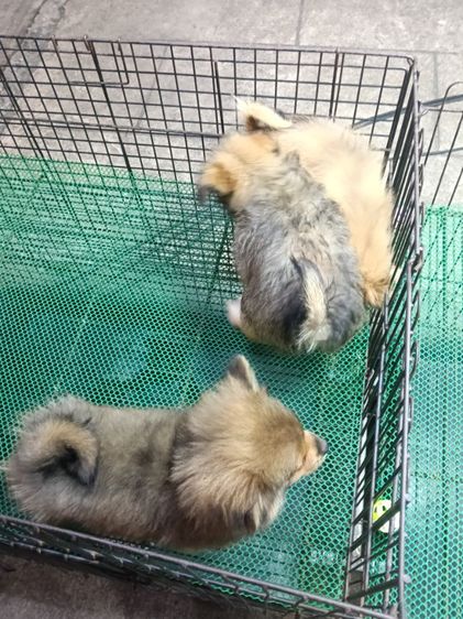 สนใจถามได้คับลดได้คับ    มี ปอม   ปอมผสมชิสุ รูปที่ 5