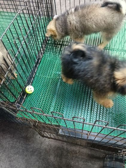 สนใจถามได้คับลดได้คับ    มี ปอม   ปอมผสมชิสุ รูปที่ 3