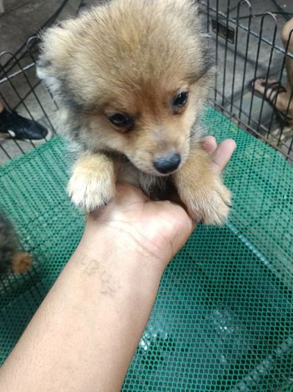 สนใจถามได้คับลดได้คับ    มี ปอม   ปอมผสมชิสุ