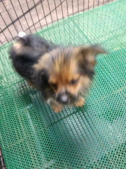 สนใจถามได้คับลดได้คับ    มี ปอม   ปอมผสมชิสุ รูปที่ 2