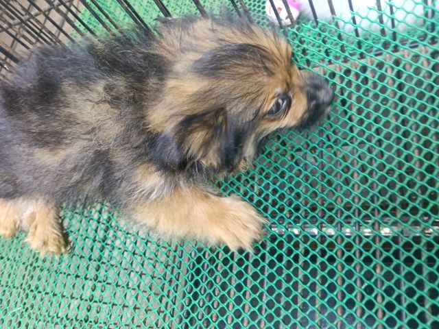 สนใจถามได้คับลดได้คับ    มี ปอม   ปอมผสมชิสุ รูปที่ 10