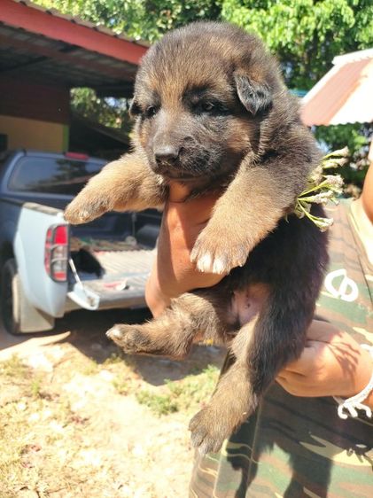 เยอรมันเชพเพิร์ด รูปที่ 6