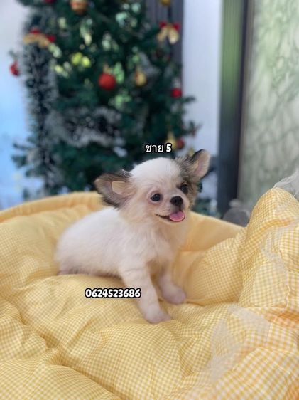 ชิวาวาเพศผู้ล้วน  รูปที่ 5