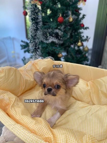 ชิวาวาเพศผู้ล้วน  รูปที่ 8