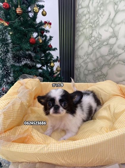 ชิวาวาเพศผู้ล้วน  รูปที่ 9