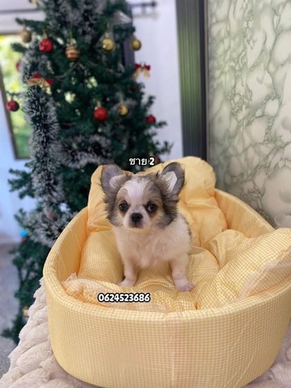 ชิวาวาเพศผู้ล้วน  รูปที่ 3