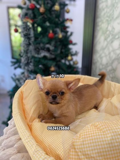 ชิวาวาเพศผู้ล้วน  รูปที่ 10