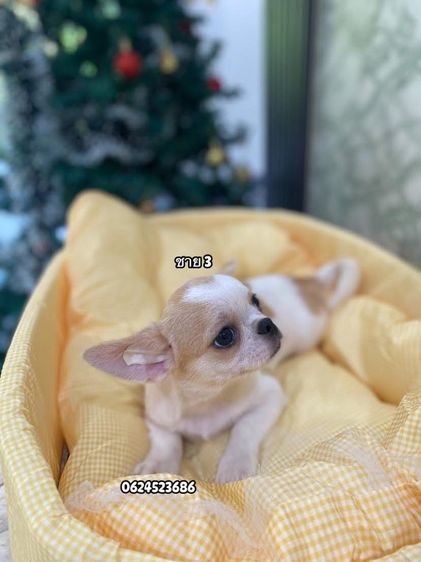 ชิวาวาเพศผู้ล้วน  รูปที่ 4