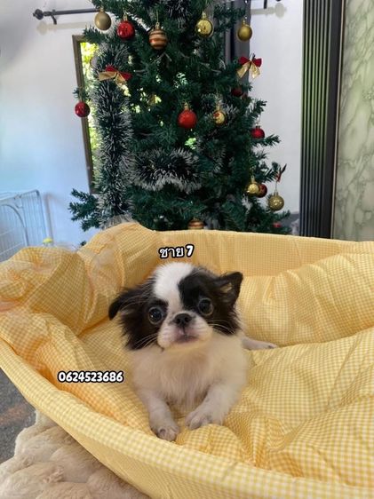 ชิวาวาเพศผู้ล้วน  รูปที่ 7