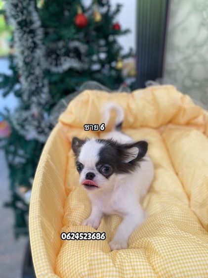 ชิวาวาเพศผู้ล้วน  รูปที่ 6