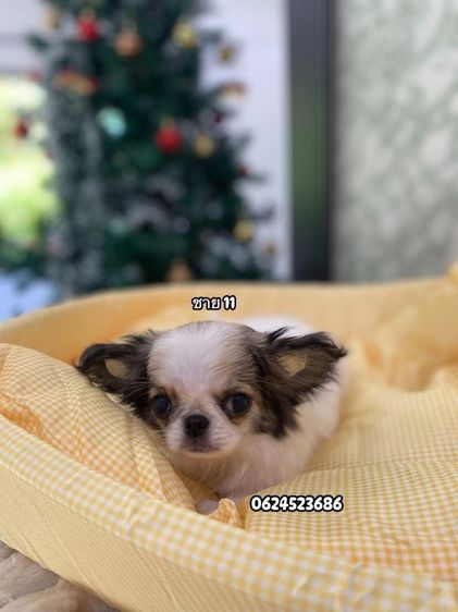 ชิวาวาเพศผู้ล้วน  รูปที่ 11